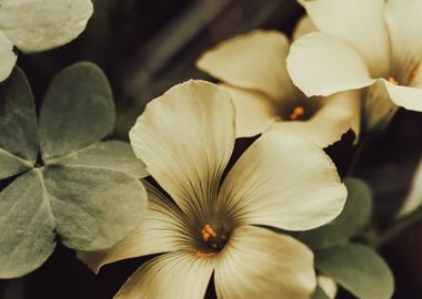 Delicate Buttercup Flowers