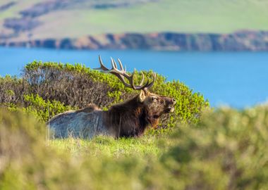 Bull Elk by the Coast