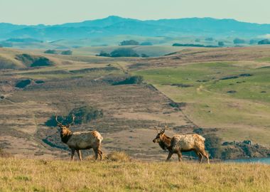 Two Elk on a Hilltop