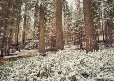 Snowy Forest Landscape