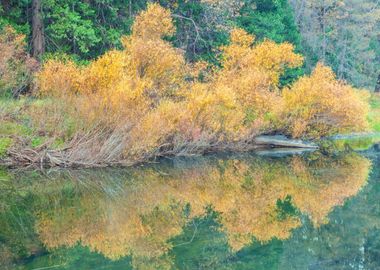 Autumn Reflection in Still Water