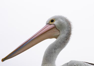 Pelican Close-Up