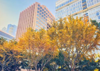 Autumn Cityscape