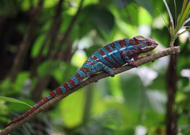 Blue and Red Chameleon on Branch