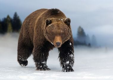 Grizzly Bear in Snow