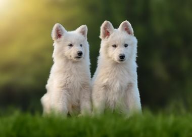 Two White Puppies