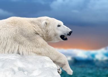 Polar Bear on Iceberg