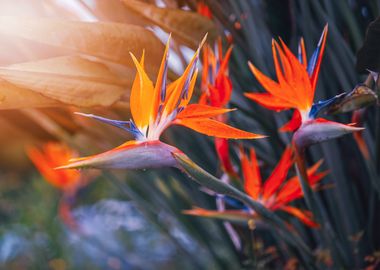 Bird of Paradise Flower, Strelitzia reginae