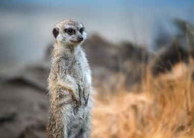 Meerkat Standing Tall