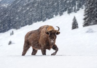 European Bison in Snow