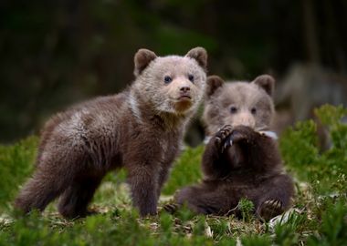 Two Bear Cubs in Forest