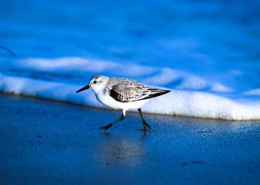 Lone Sandpiper on the Beach