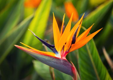 Bird of Paradise Flower