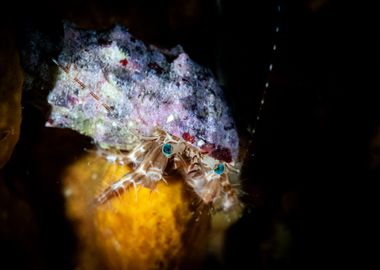 Hermit Crab in Shell