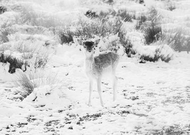 Cute little Fawn in the Winter Snow 2