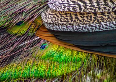 Peacock Feathers Close-Up