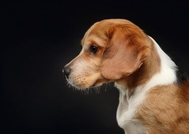 Beagle Dog Profile