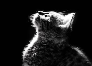 Animaux Posters Displate