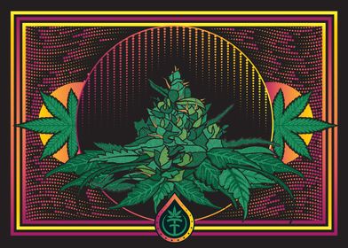 Cannabis-preview-1