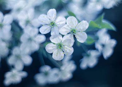 Blooming Trees-preview-3