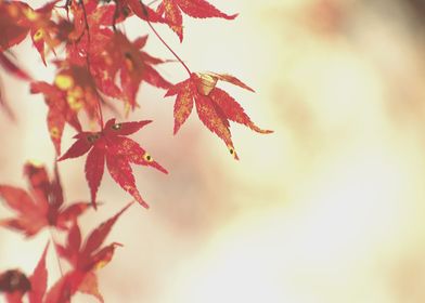 Photography-preview-1