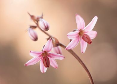 Floral Composition-preview-1