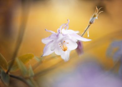 White Flowers-preview-2