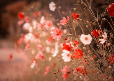 Garden Flowers-preview-3