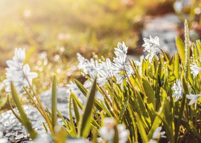 White Flowers-preview-0