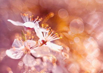 Blooming Trees-preview-1