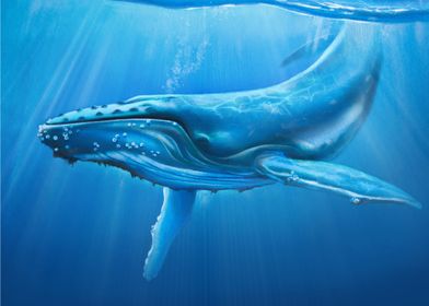 Humpback Whale Posters Shop Unique Online Paintings Prints, Pictures, - Metal | Displate