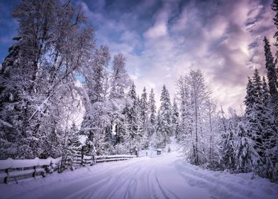 Winter Wonderland-preview-1