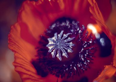 Poppy Flowers-preview-1