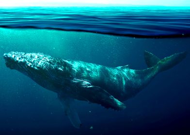 Shop Online Pictures, Unique Posters Whale | Paintings Metal - Prints, Humpback Displate