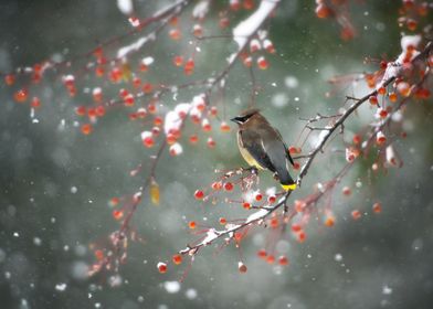 Winter-preview-1
