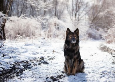 german shepherd steel blue