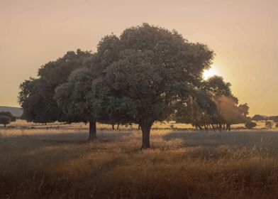 Nature Designs-preview-1