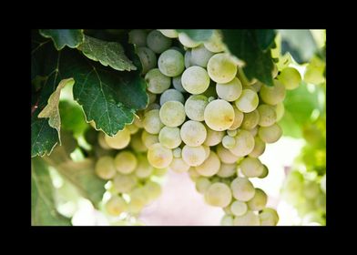 Wine Motive-preview-1