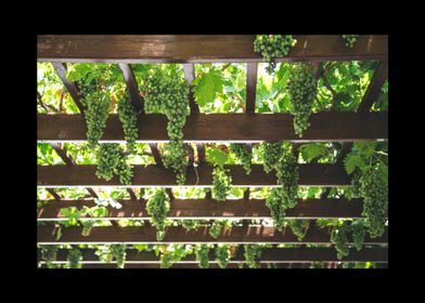 Wine Motive-preview-0