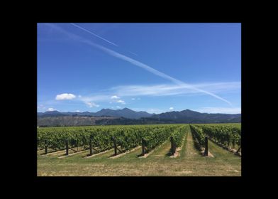 Wine Motive-preview-3