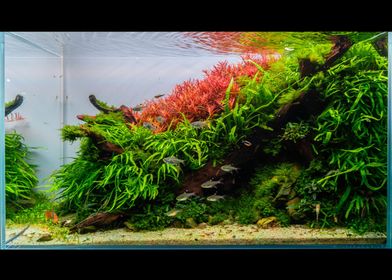 Aquascape Aquarien-preview-3