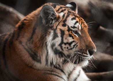 Animal Wildlife-preview-3