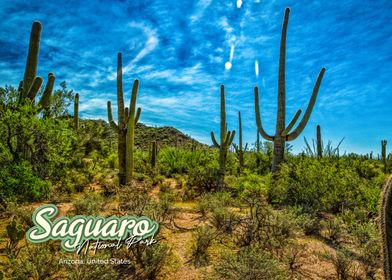 Saguaro National Park Patch - Landscape Banner