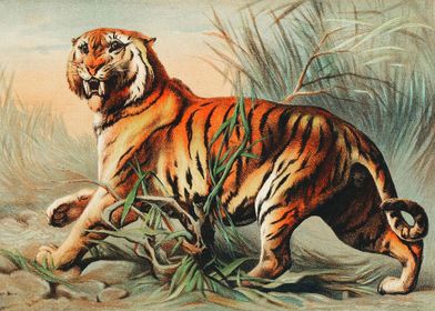 Bengal Tiger Posters | Displate