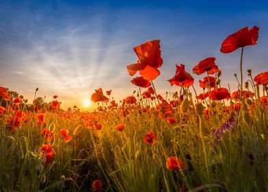 Flower Field Sunset Poster