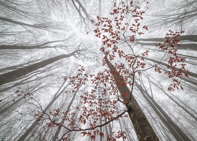 Enchanted Forest-preview-3