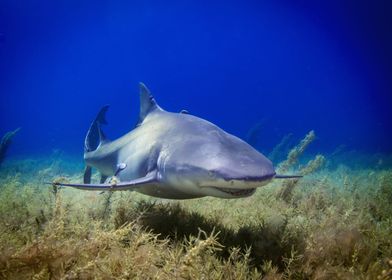 Sea Life Animals-preview-3