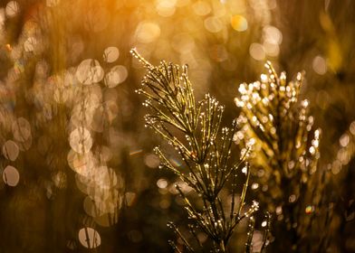 Golden Hour-preview-1