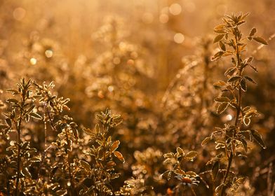 Golden Hour-preview-3