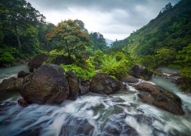 Enchanted Forest-preview-0